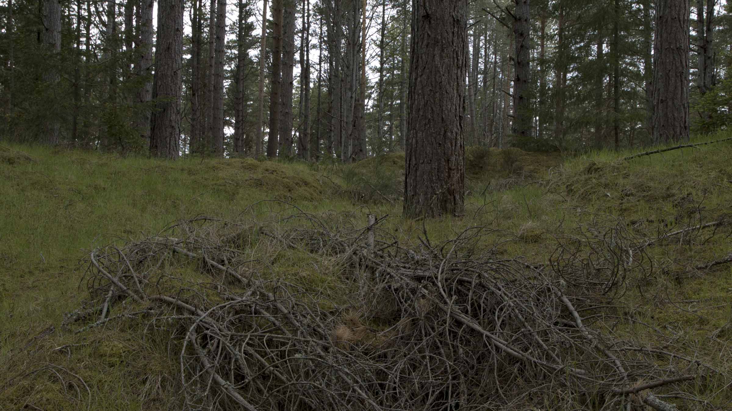 culbin_moss_still_1_small.jpg