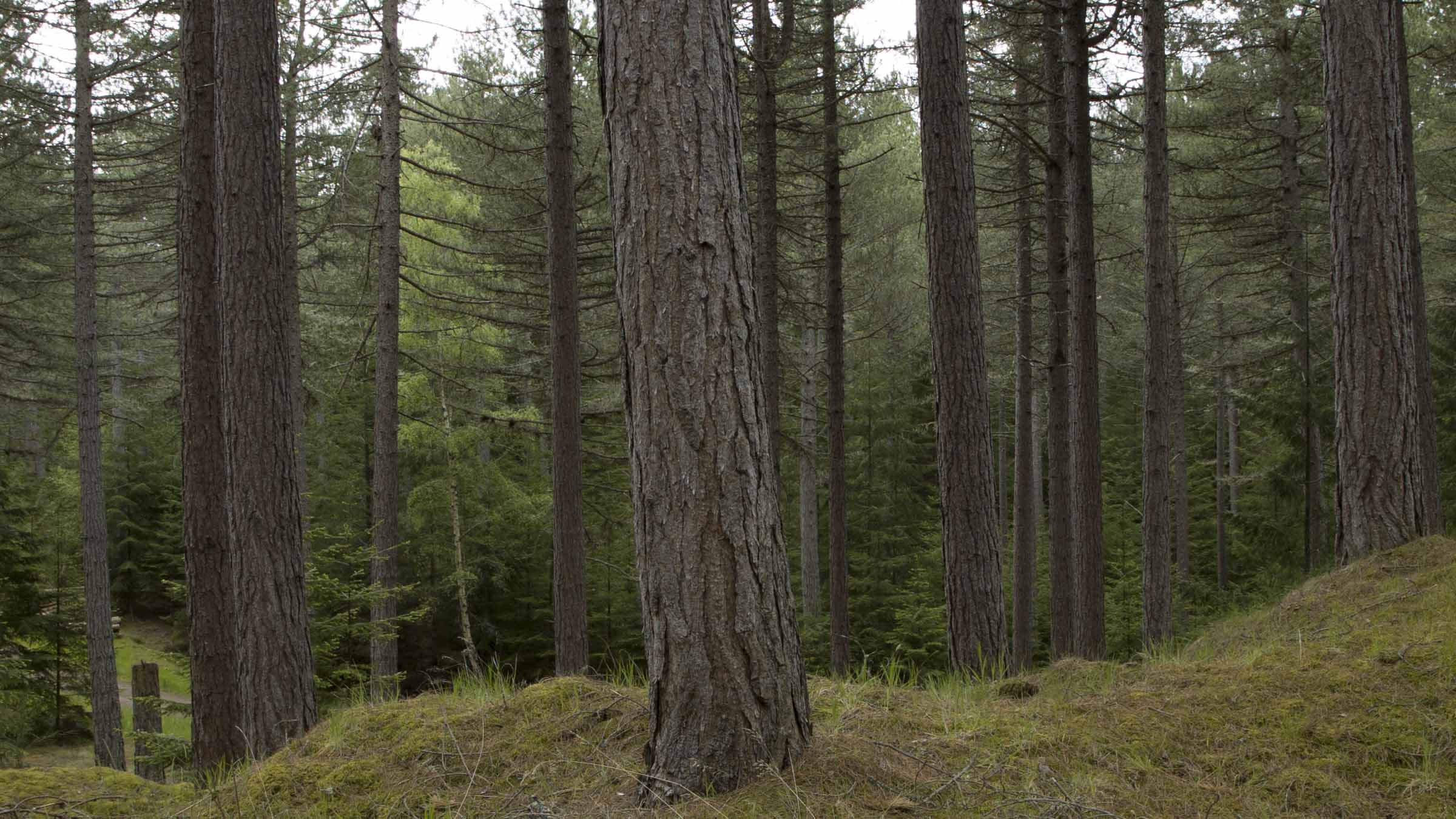 culbin_moss_still_4_small.jpg