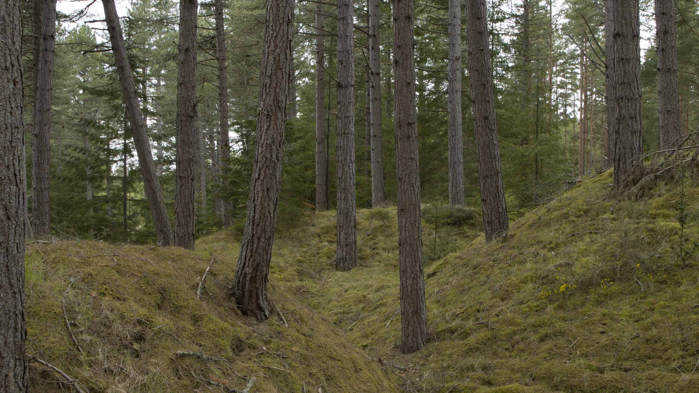 culbin_moss_still_6_small.jpg