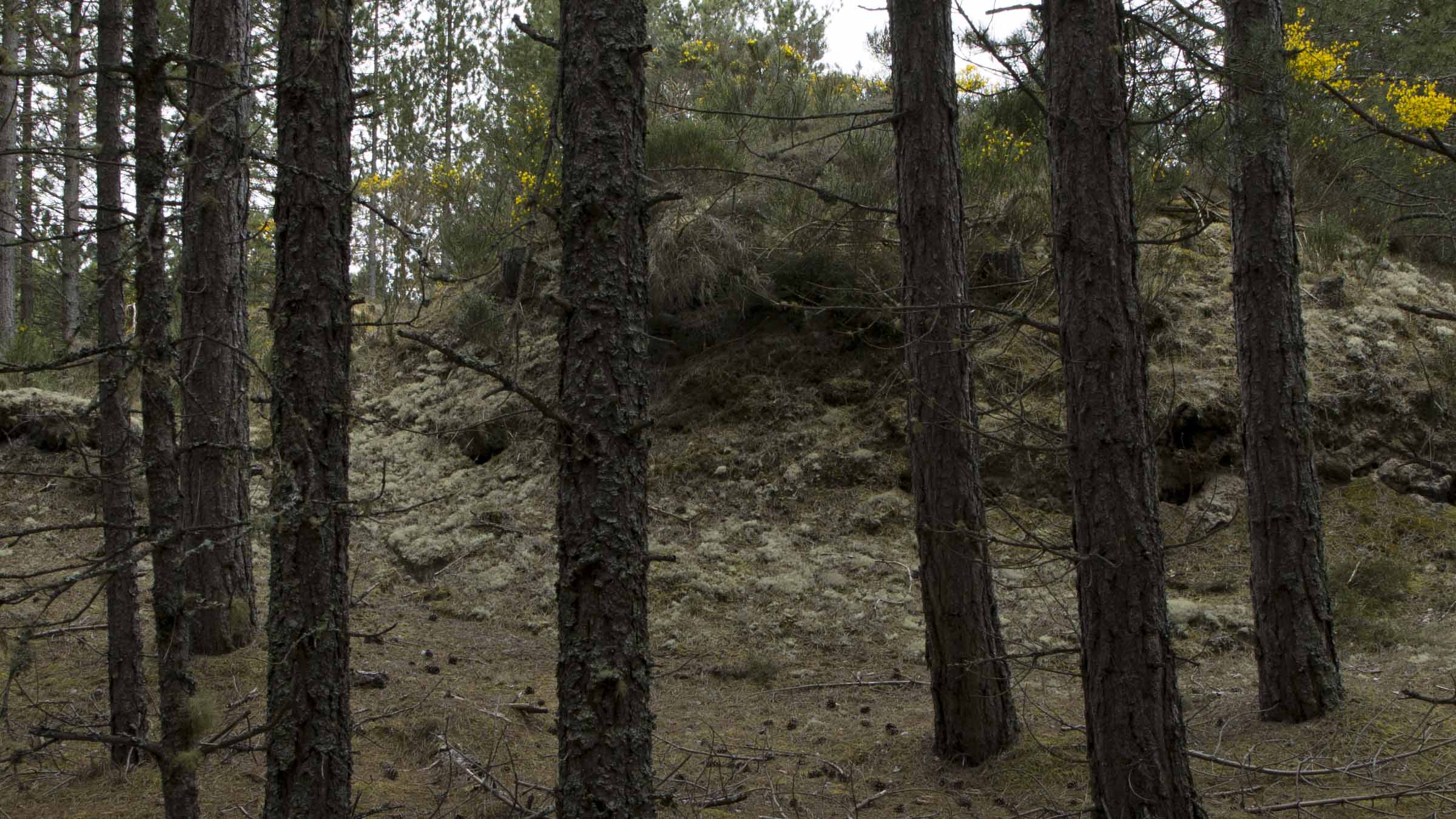 moss_lychen_still_1_small