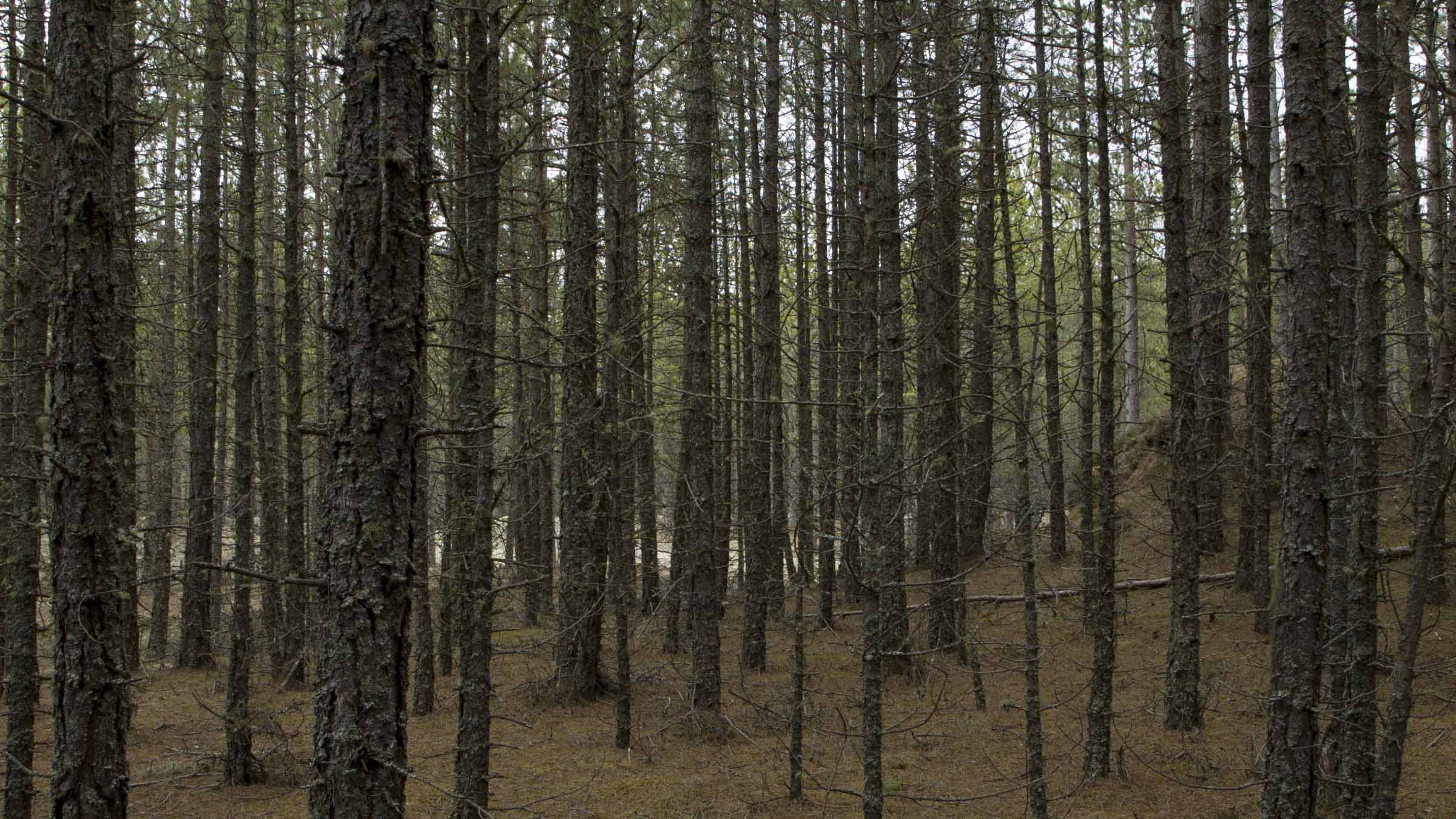 moss_lychen_still_2_small