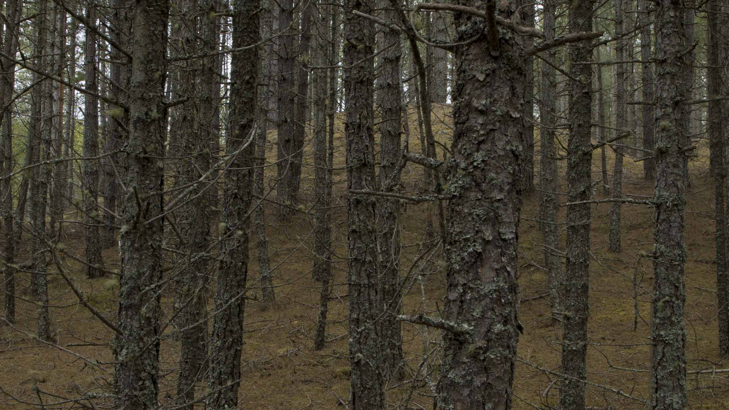 moss_lychen_still_3_small